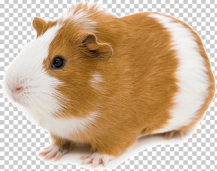 Abyssinian Guinea Pig Stock Photography Pocket Pet PNG, Clipart, Abyssinian Guinea Pig, Animals, Guinea Pig, Hamster, Mammal Free PNG Download