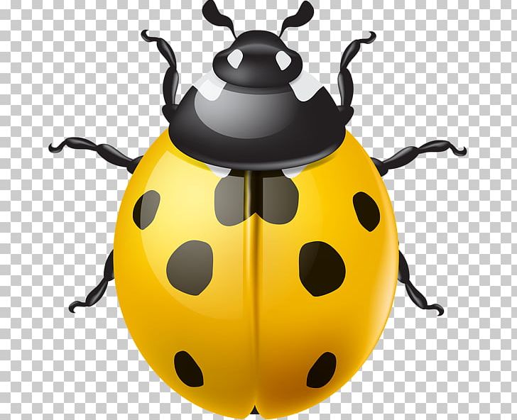 Ladybird Beetle PNG, Clipart, Animals, Beetle, Clip, Insect, Invertebrate Free PNG Download
