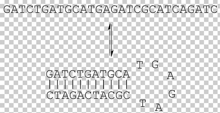 Stem-loop Oligonucleotide DNA RNA Protein Secondary Structure PNG, Clipart, Angle, Black, Black And White, Brand, Circle Free PNG Download