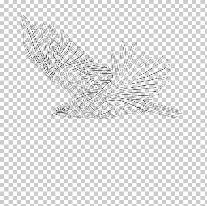 Feather Bird Of Prey Drawing Beak PNG, Clipart, Animals, Beak, Bird, Bird Of Prey, Black And White Free PNG Download