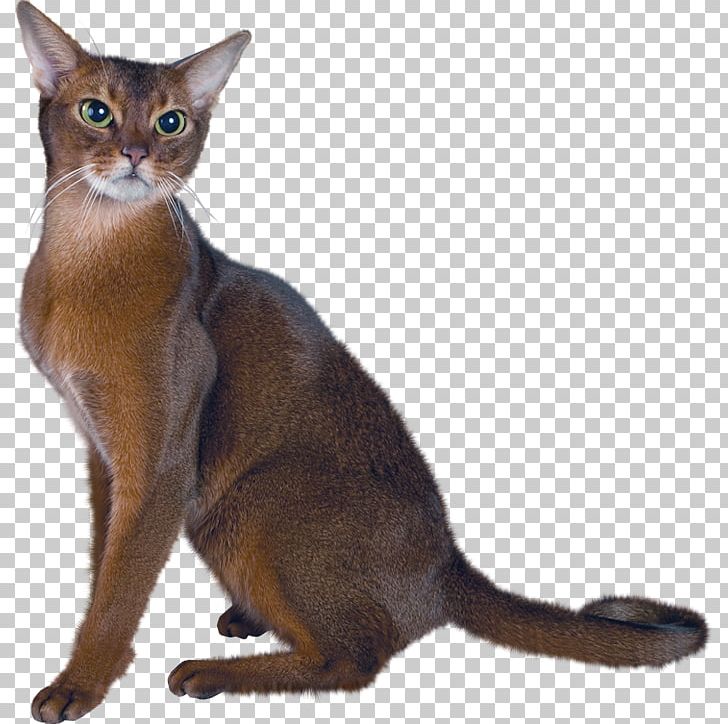 Persian Cat Abyssinian Bombay Cat Balinese Cat American Shorthair PNG, Clipart, Animal, Animals, Carnivoran, Cat Ear, Cat Like Mammal Free PNG Download