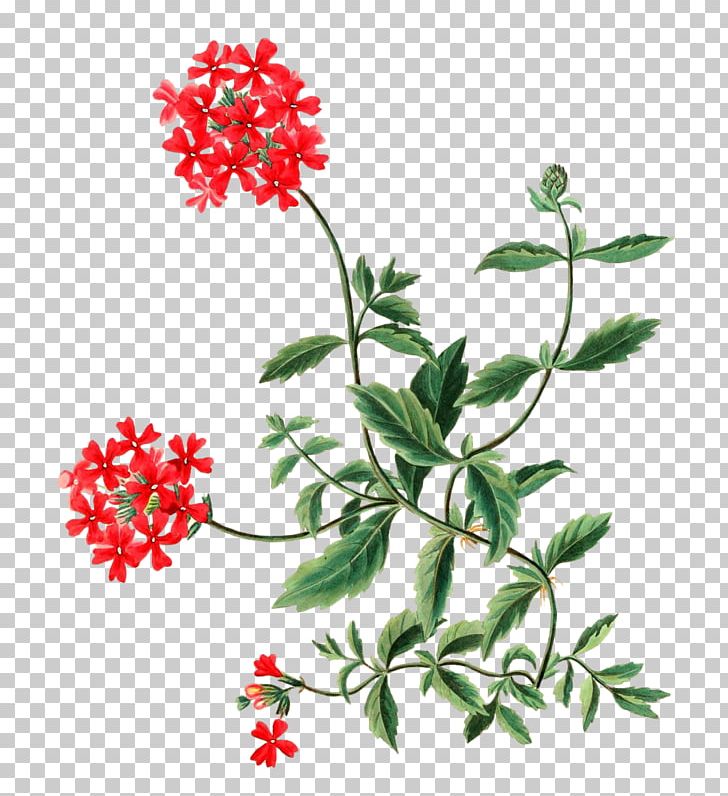 Botany Botanical Illustration Flower Poster PNG, Clipart, Art, Beautiful Flowers, Botany, Branch, Flora Free PNG Download