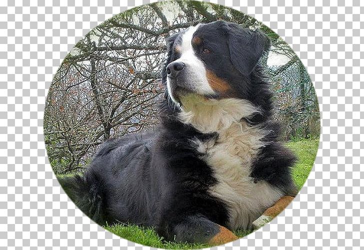 Dog Breed Bernese Mountain Dog Greater Swiss Mountain Dog Companion Dog PNG, Clipart, Bernese Mountain Dog, Breed, Breed Group Dog, Carnivoran, Companion Dog Free PNG Download