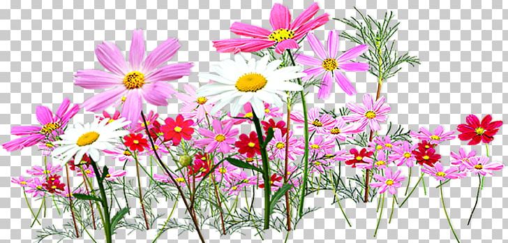 Flower PNG, Clipart, Annual Plant, Blossom, Computer Wallpaper, Cosmos, Daisy Free PNG Download
