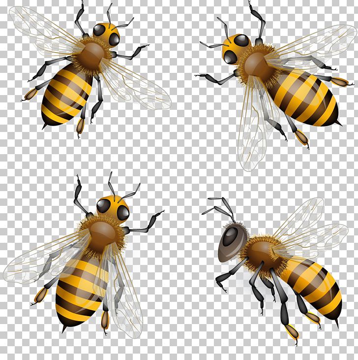 Honey Bee Euclidean PNG, Clipart, Bee, Bee Hive, Bee Honey, Bee Pollen, Bees Free PNG Download