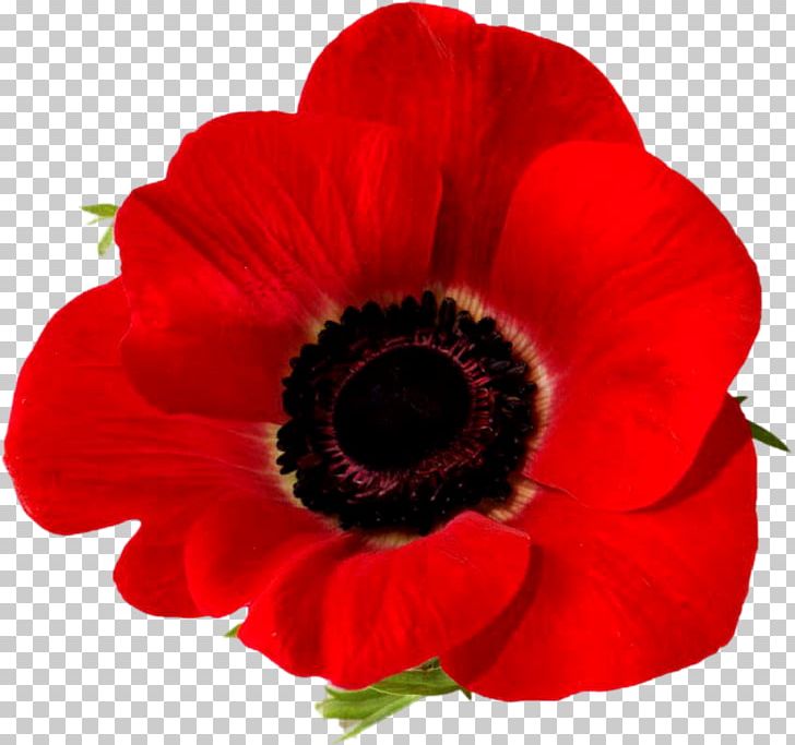 Remembrance Poppy Armistice Day Lest We Forget Common Poppy PNG, Clipart, Anemone, Annual Plant, Anzac Day, Armistice Day, Common Poppy Free PNG Download