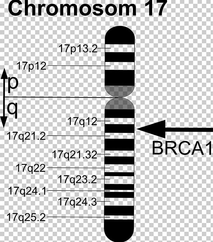 BRCA1 BRCA Mutation BRCA2 Gene PNG, Clipart, Angle, Area, Black, Black And White, Brand Free PNG Download