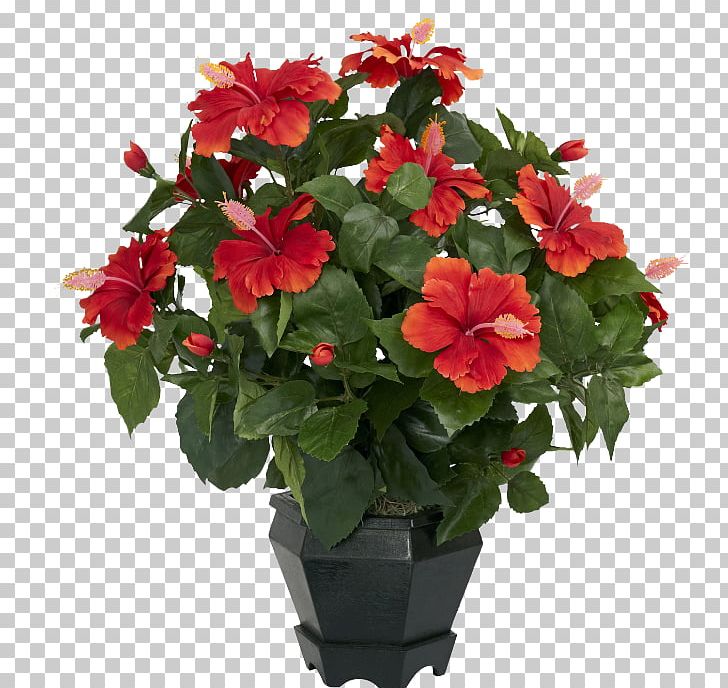 Shoeblackplant Artificial Flower Houseplant PNG, Clipart, Annual Plant, Artificial Flower, Begonia, Bonsai, Busy Lizzie Free PNG Download