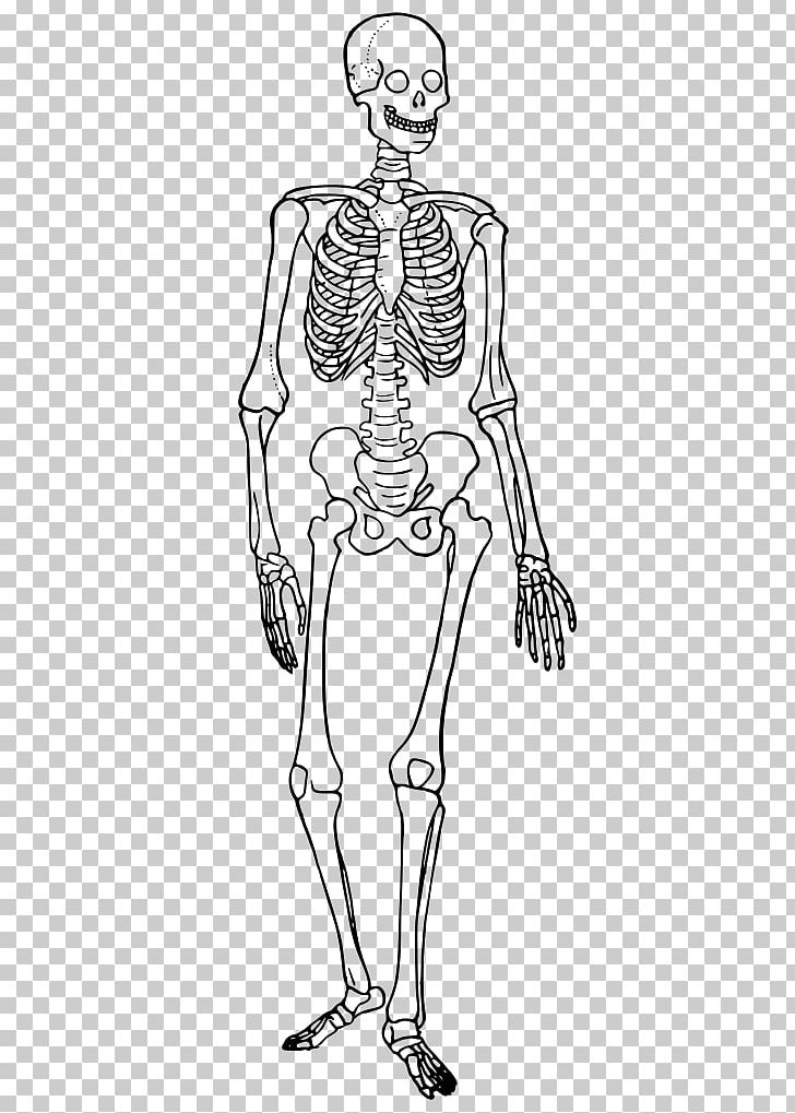 The Skeletal System Human Skeleton Human Body Anatomy Bone PNG, Clipart, Anatomy, Arm, Biology, Cartoon, Fashion Illustration Free PNG Download