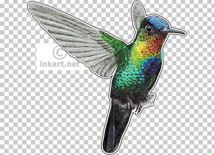 Fiery-throated Hummingbird Drawing Art PNG, Clipart, Animals, Art, Beak, Bird, Canvas Free PNG Download