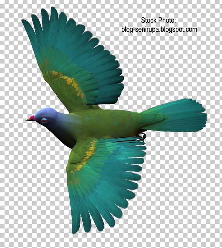 Columbidae Bird Flight Color PNG, Clipart, Animals, Beak, Bird, Bird Flight, Color Free PNG Download
