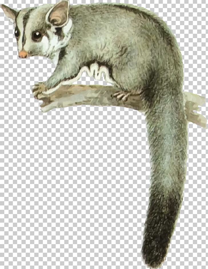 Sugar Glider Feathertail Glider Squirrel Glider Marsupial Pet PNG, Clipart, Carnivoran, Common Opossum, Fauna, Ferret, Flying Squirrel Free PNG Download