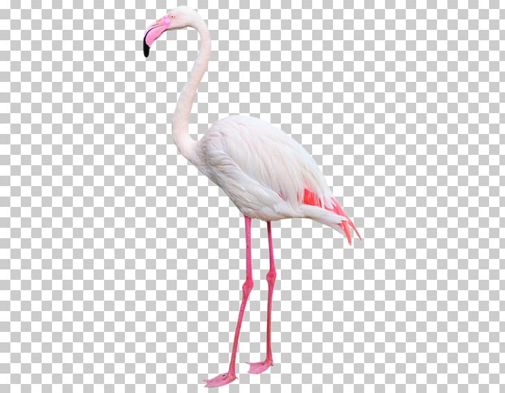 Water Bird Greater Flamingo Beak Photography PNG, Clipart, Animals, Beak, Bird, Crane Like Bird, Feather Free PNG Download