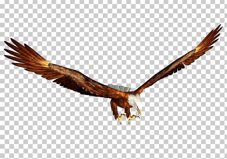 Bald Eagle PNG, Clipart,  Free PNG Download