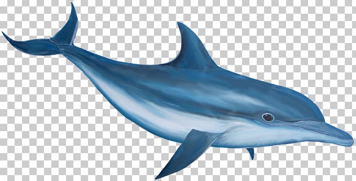 Bottlenose Dolphin PNG, Clipart, Encapsulated Postscript, Fauna, Mammal, Marine Biology, Marine Mammal Free PNG Download