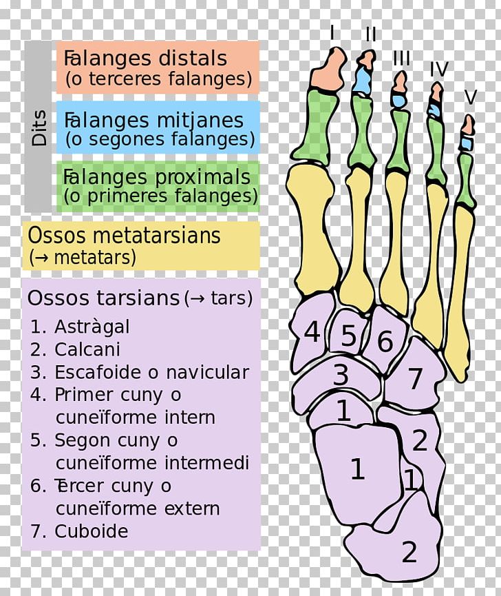 Finger Foot Tarsus Bone Toe PNG, Clipart, Area, Biology, Bone, Bruch ...