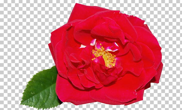 Garden Roses Centifolia Roses Rosa Chinensis Floribunda Petal PNG, Clipart, Annual Plant, China Rose, Cut Flowers, Flower, Flowering Plant Free PNG Download