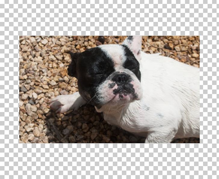 Toy Bulldog French Bulldog Boston Terrier Dog Breed PNG, Clipart, Boston, Boston Terrier, Breed, Breed Group Dog, Bulldog Free PNG Download