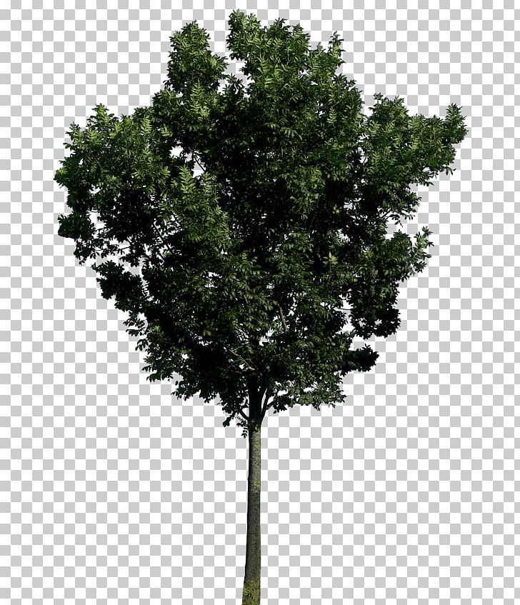 Tree PNG, Clipart, Bild, Branch, Cleanliving, Computer Icons, Cute Free PNG Download