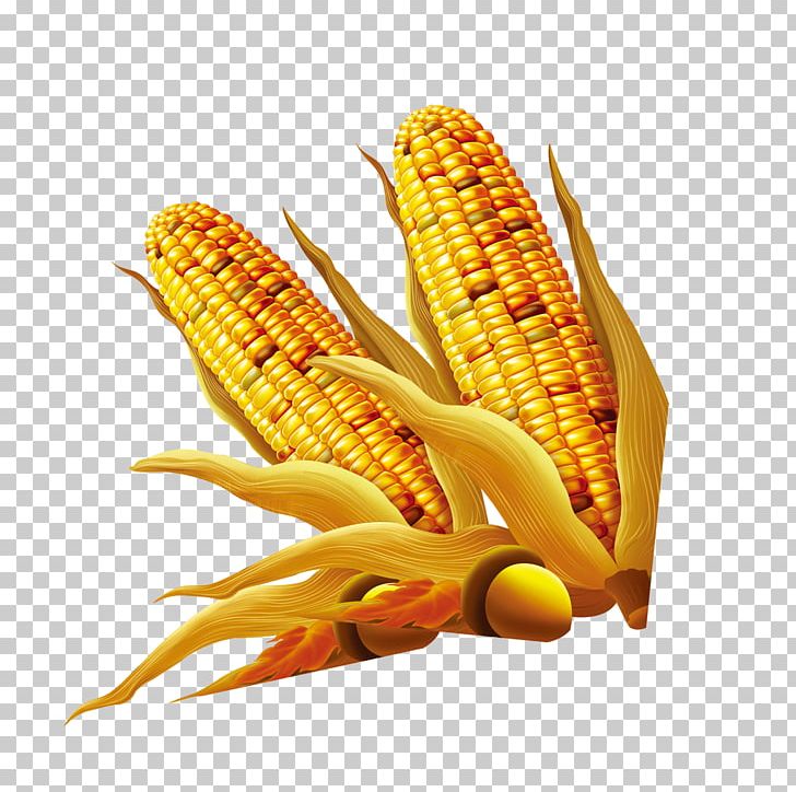 Food Golden Frame Orange PNG, Clipart, Adobe Illustrator, Corn, Corn Kernels, Corn On The Cob, Download Free PNG Download