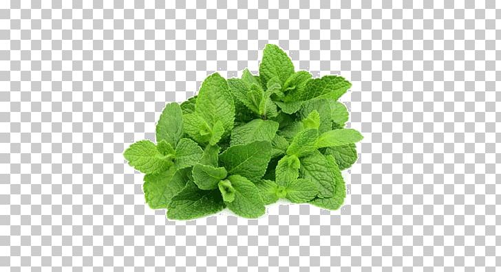 Mentha Spicata Peppermint Stock Photography Menthol PNG, Clipart, Aroma Compound, Blezer, Daun, Flavor, Herb Free PNG Download