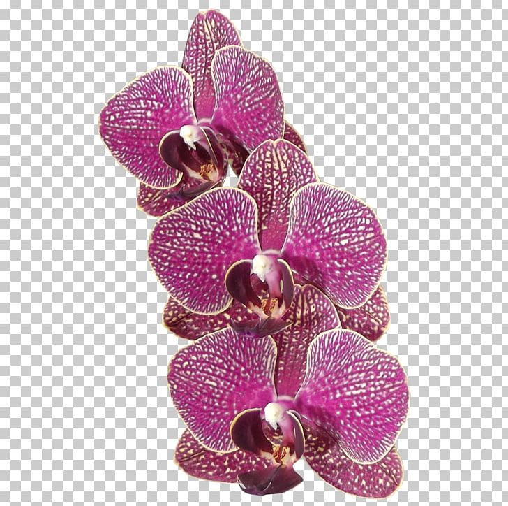 Moth Orchids Flower Plant PNG, Clipart, Cut Flowers, Desktop Wallpaper, Deviantart, Flower, Flowering Plant Free PNG Download