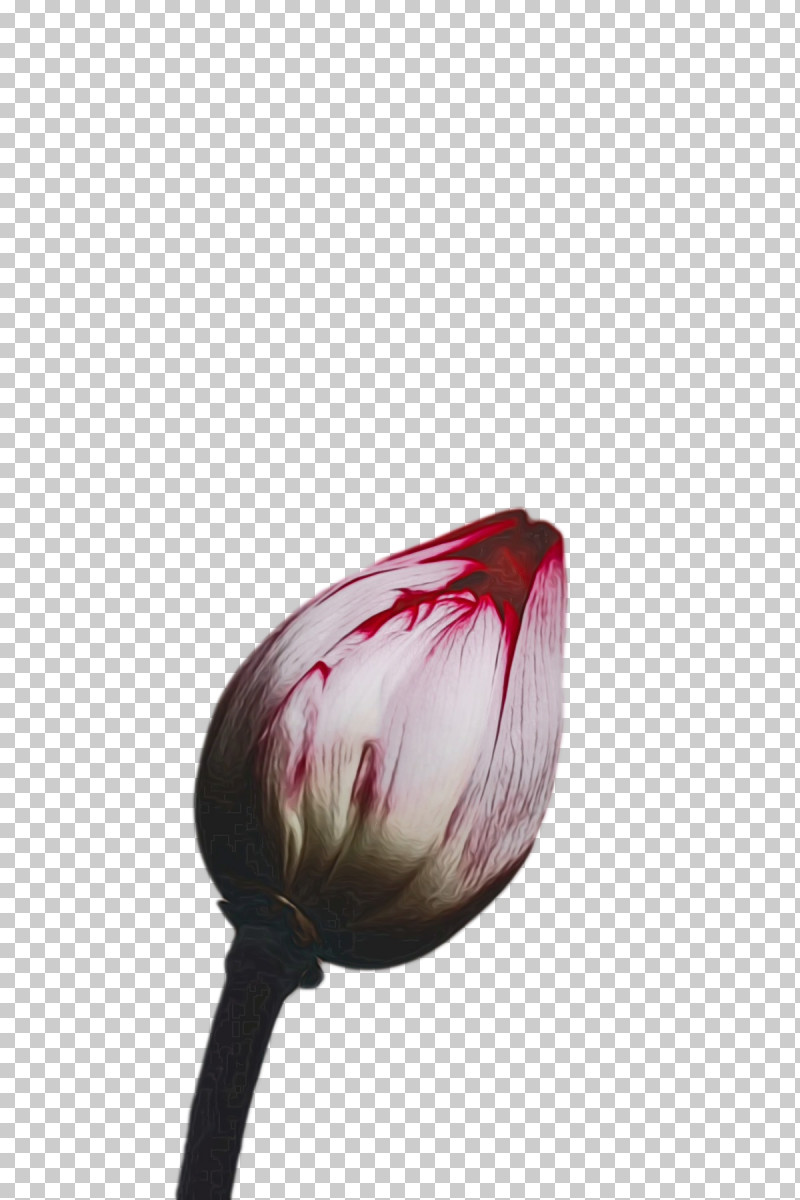 Tulip Flower Lilies Petal Red PNG, Clipart, Biology, Closeup, Flower, Lilies, Lily Free PNG Download