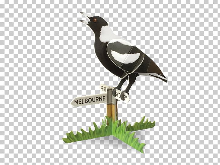 Australian Magpie Bird Vocalization Songbird PNG, Clipart, Animals, Australian Magpie, Beak, Bird, Bird Vocalization Free PNG Download