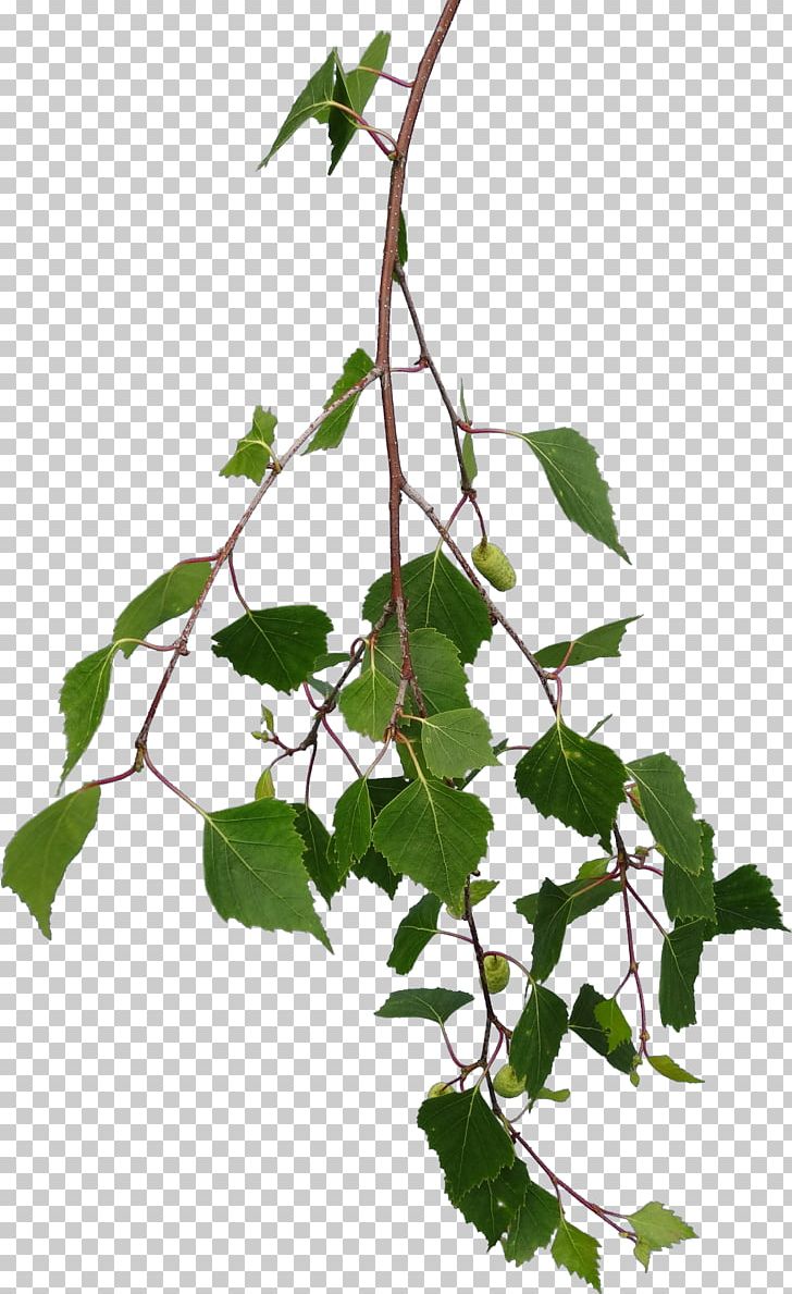 Branch Tree Leaf Texture Mapping PNG, Clipart, Birch, Bitmap, Branch, Branches, Flowering Plant Free PNG Download