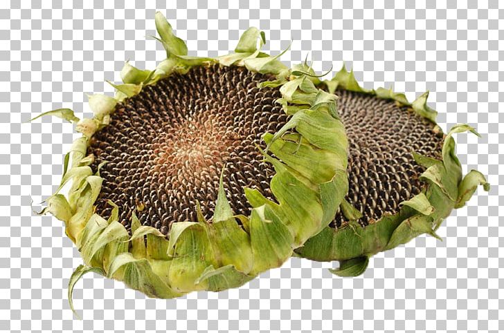 Common Sunflower Plant Euclidean PNG, Clipart, Agathosma Betulina, Common Sunflower, Download, Dried, Dried Flowers Free PNG Download