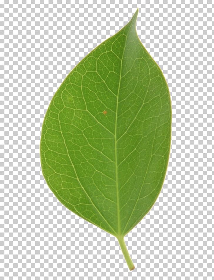Leaf Tilia Cordata Tilia Platyphyllos Tree Basswood PNG, Clipart, Basswood, Bract, Business, Flower, Landscape Free PNG Download