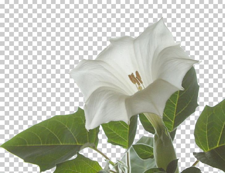 Angel's Trumpet Jimsonweed Plant Family Floral Formula PNG, Clipart,  Free PNG Download