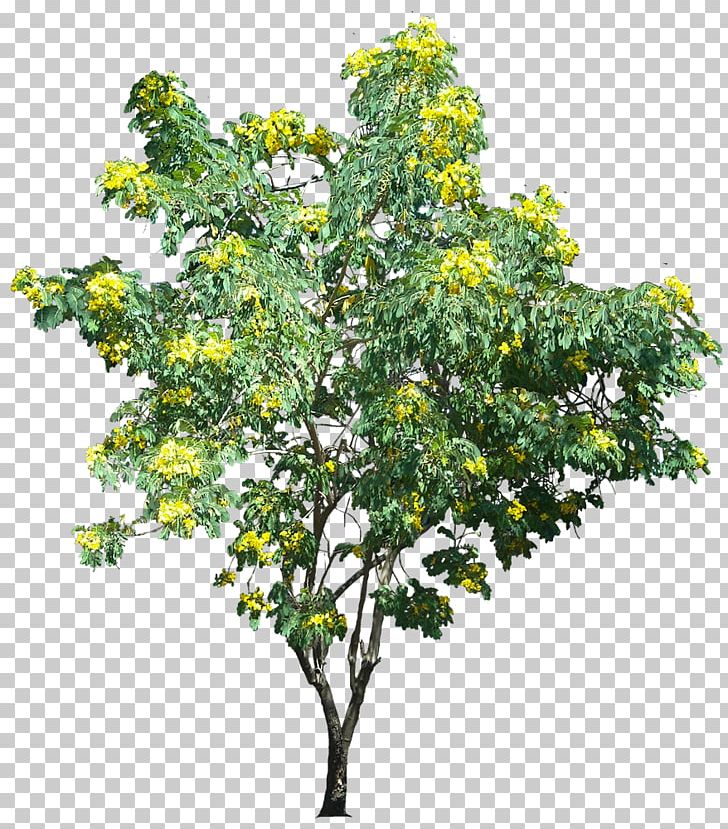 Glossy Shower Tree Structure PNG, Clipart, Branch, Cassia, Citrus, Evergreen, Flower Free PNG Download