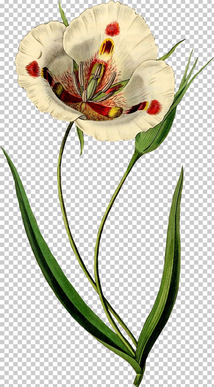 Butterfly Mariposa Lily Watercolor Painting Art Botanical Illustration PNG, Clipart, Alstroemeriaceae, Art, Botanical Flower, Botanical Illustration, Botany Free PNG Download