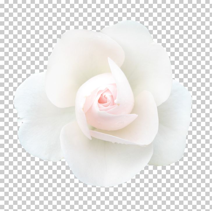 Garden Roses White Petal PNG, Clipart, Abstract, Abstract Lines, Beautiful, Bouquet, Cartoon Free PNG Download