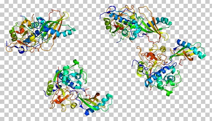 Cathepsin H Cathepsin G Protein Enzyme Inhibitor PNG, Clipart, Area, Art, Body Jewelry, Cathepsin, Chromosome 15 Human Free PNG Download