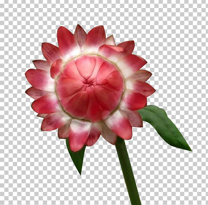Chrysanthemum Flower Euclidean PNG, Clipart, Artificial Flower, Chrysanthemum, Cut Flowers, Dahlia, Designer Free PNG Download