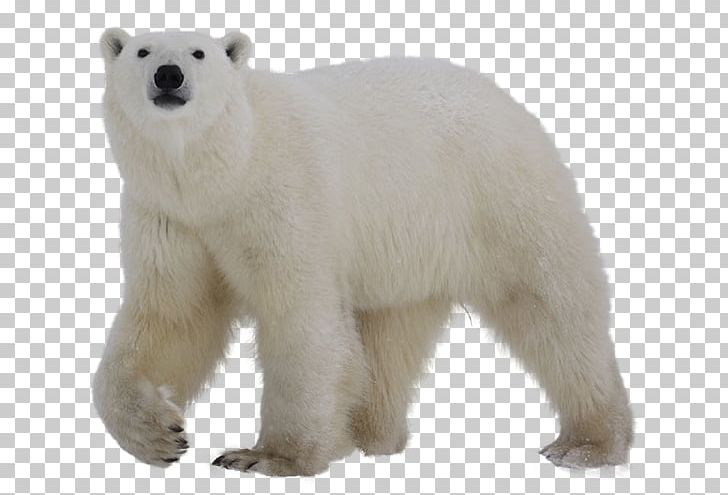 Polar Bear Grizzly Bear PNG, Clipart, Animal Figure, Bear, Brown Bear, Carnivoran, Cuteness Free PNG Download