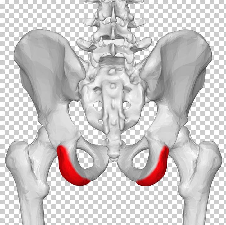 Posterior Superior Iliac Spine Iliac Crest Anterior Superior Iliac Spine Anatomy PNG, Clipart, Abdomen, Anatomy, Arm, Hand, Human Free PNG Download