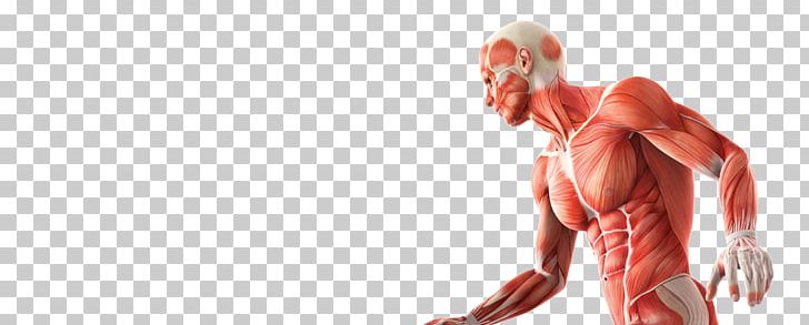 Skeletal Muscle Anatomy Human Skeleton Human Body PNG, Clipart, Abdomen, Anatomy, Arm, Biomechanics, Chest Free PNG Download