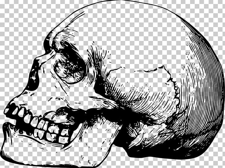 Skull Drawing Bone Skeleton PNG, Clipart, Anatomy, Automotive Design, Black And White, Bone, Brush Free PNG Download