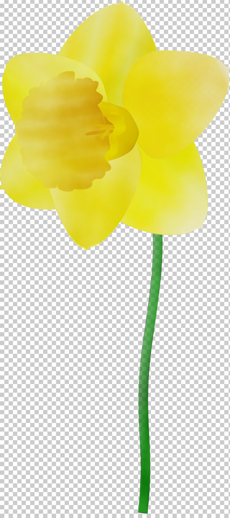 Yellow Flower Cut Flowers Plant Petal PNG, Clipart, Amaryllis Family, Cut Flowers, Flower, Narcissus, Paint Free PNG Download