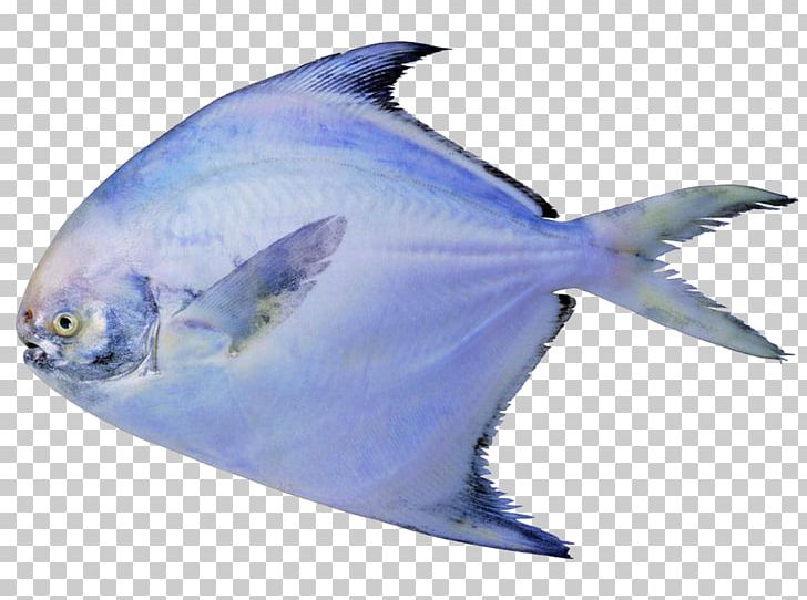 Black Pomfret Pampus Argenteus Fish Seafood PNG, Clipart, Animals, Basa, Blue, Business, Christmas Ornaments Free PNG Download