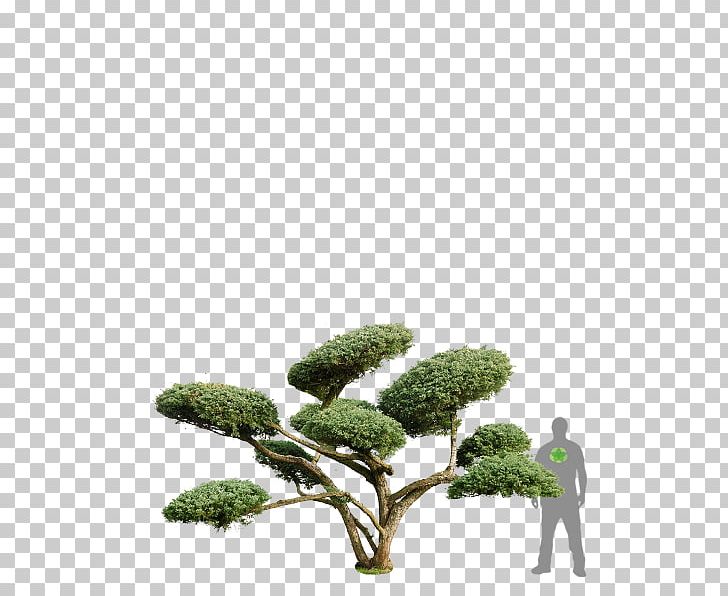 Juniperus Chinensis Conifers Shrub ClickandGreen GmbH Houseplant PNG, Clipart, Branch, Branching, Clickandgreen Gmbh, Conifers, Evergreen Free PNG Download