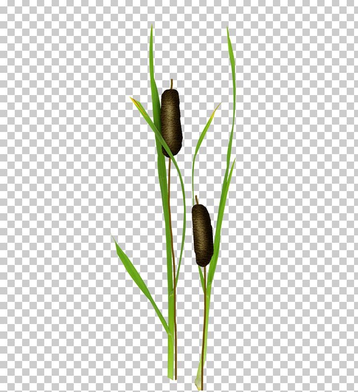 Album Others Grass PNG, Clipart, Album, Data, Data Compression, Designer, Flower Free PNG Download