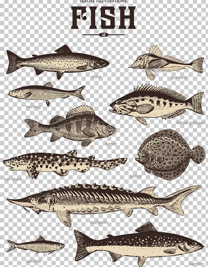 Sardine Photography Illustration PNG, Clipart, Animals, Aquarium Fish, Atlantic Herring, Cartoon Fish, Euclidean Vector Free PNG Download
