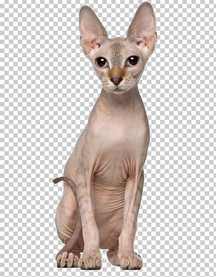 Sphynx Cat Oriental Shorthair Kitten Dog Allergy To Cats PNG, Clipart, Allergy, Animals, Asian, Breed, Breeder Free PNG Download