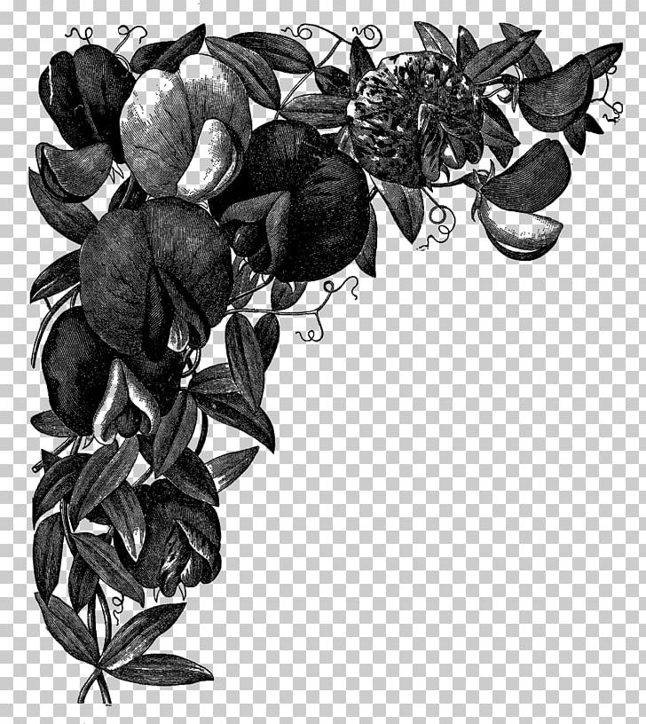 Sweet Pea Drawing Art PNG, Clipart, Art, Black, Black And White, Drawing, Flower Free PNG Download