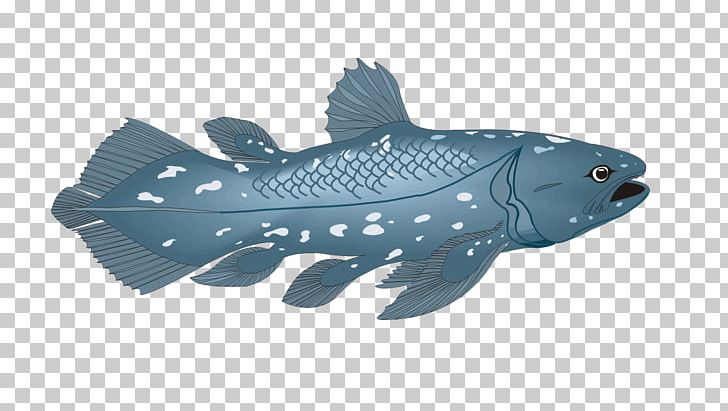 Actinistia Fringe-finned Fish Coelacanth Actinopterygii PNG, Clipart, Animals, Bony Fishes, Chordata, Creative Background, Creative Graphics Free PNG Download