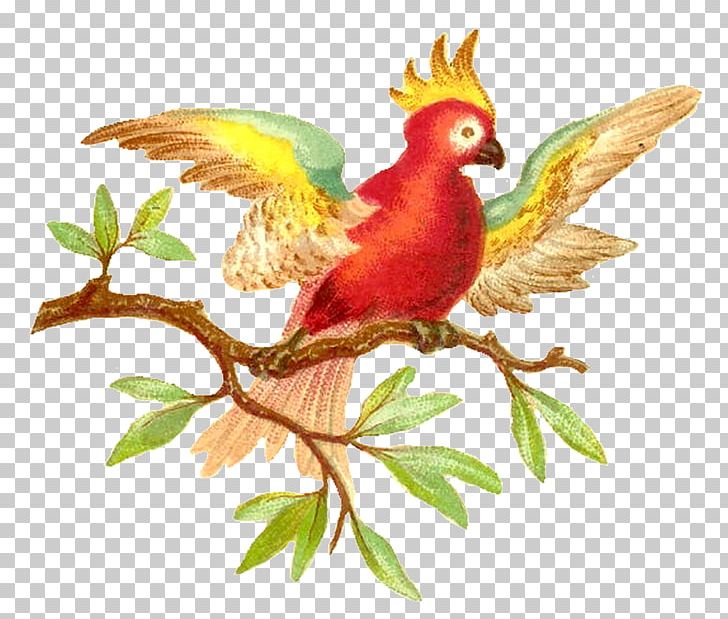 Beak Parrot Fauna Feather Branching PNG, Clipart, Animals, Beak, Bird, Branch, Branching Free PNG Download